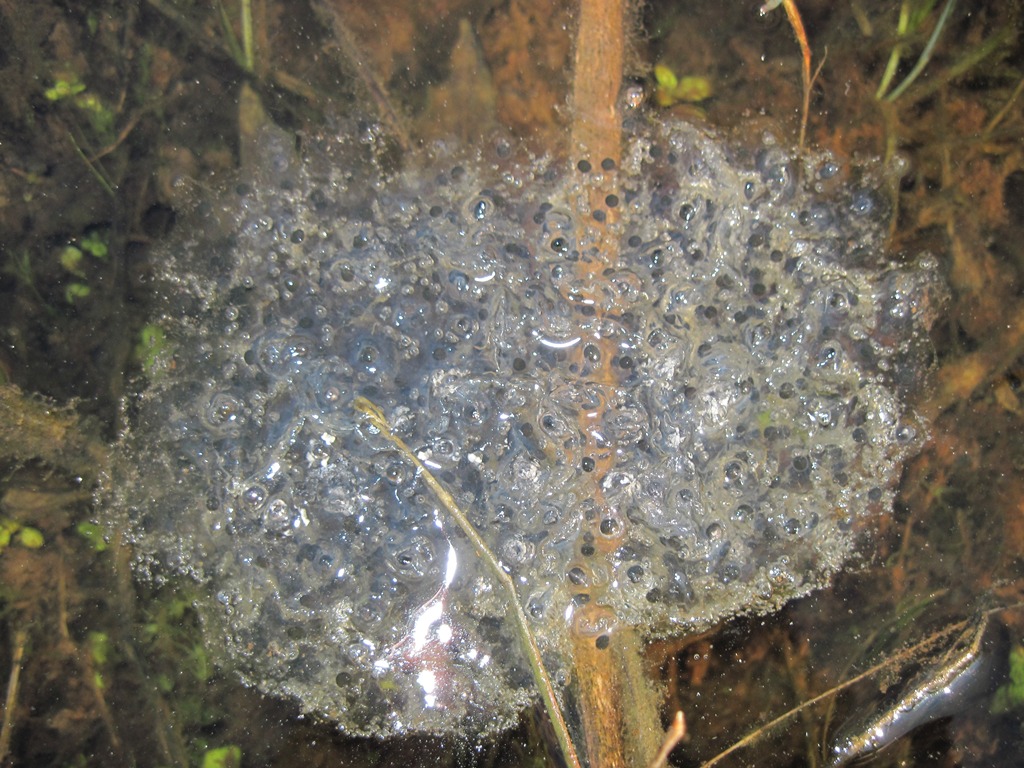 Fermento nei canali e stagni.